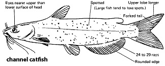 characteristics of a channel catfish